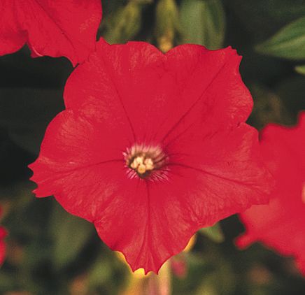 Картинки по запросу Petunia hybrida Aladdin Red