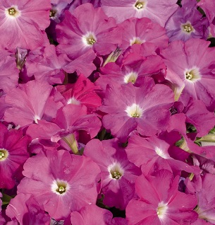 Картинки по запросу Petunia hybrida multiflora F1 Celebrity Neon