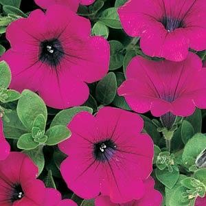 Картинки по запросу Petunia "purple"